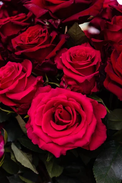 closeup of fresh red and pink roses