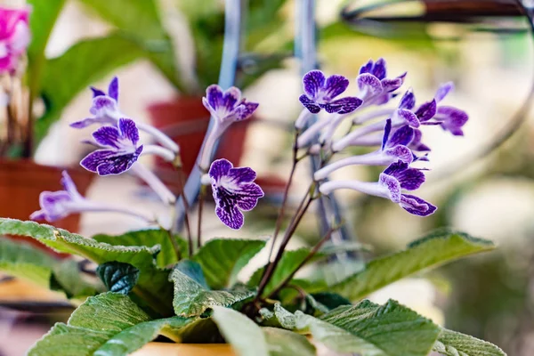 Fiori Primula Fiori Primula Blu Nel Vaso — Foto Stock