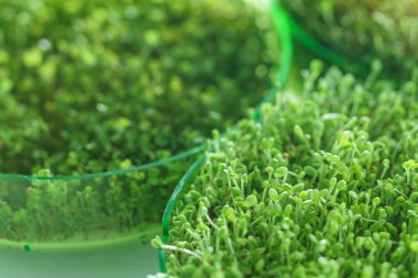 Mikro yeşil alan. Flora