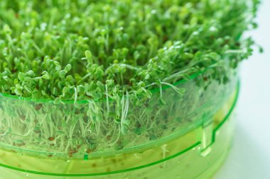 Mikro yeşil alan. Flora