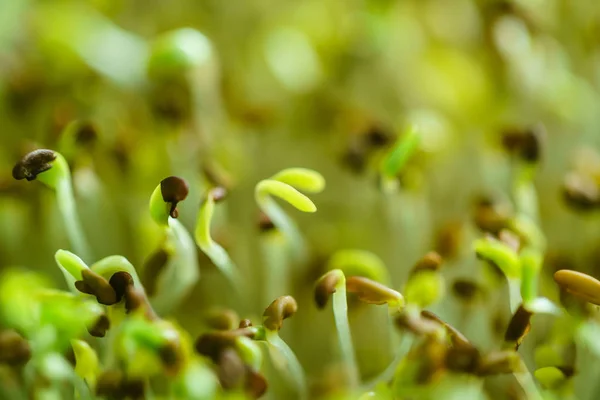 Mikrogrünes Feld Flora — Stockfoto