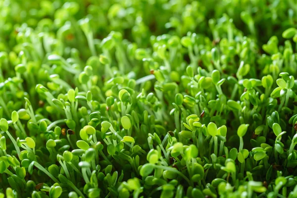 Micro Green Field Flora — Stock Photo, Image