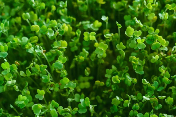 Micro Groen Veld Flora — Stockfoto