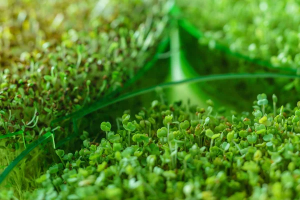 Micro Green Field Flora — Stock Photo, Image