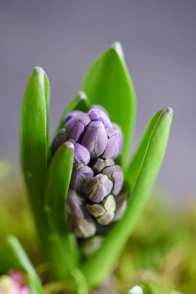 Young Multicolored Hyacinth Close — Stock Photo, Image