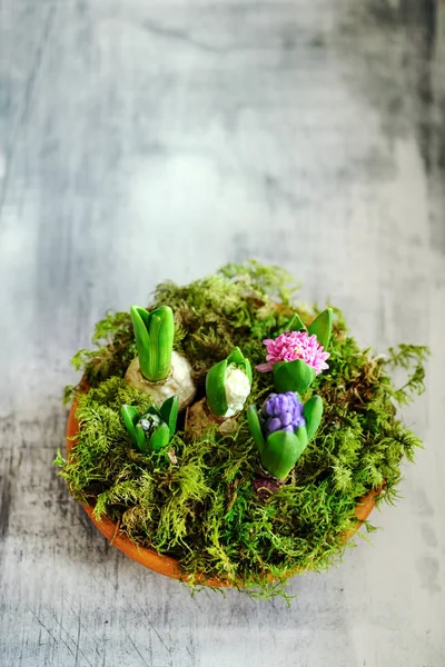 Mladé Rostliny Hyacint Vícebarevné — Stock fotografie