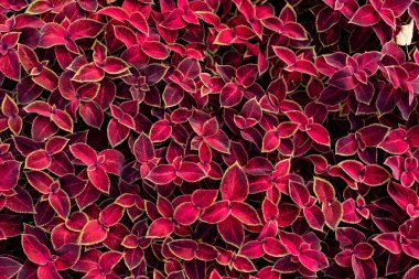 Bahçe koleus kırmızı yaprakları çiçek halı zemin örtüsü. Dekoratif yaprak Bahçe bitkileri ile doğa sahne. yaz çiçek arka plan güzel bahçe