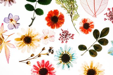 Beyaz arka plan üzerinde renkli çiçekler