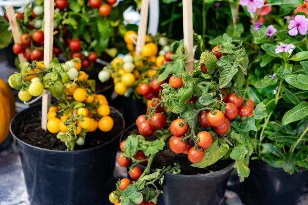 Małych Pomidorów Cherry Roślin Doniczkach — Zdjęcie stockowe