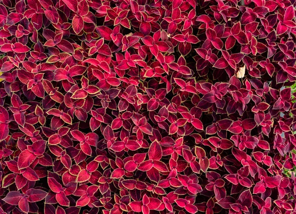 Alfombra Floral Cubierta Tierra Hojas Rojas Del Jardín Koleus Escena —  Fotos de Stock