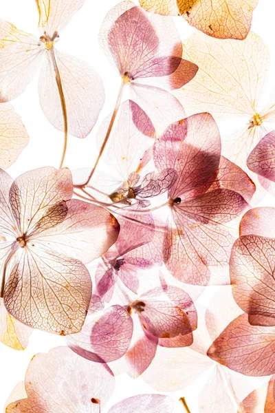 Pink Hydrangea Flowers Isolated White Background — Stock Photo, Image