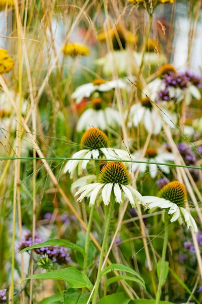 エキナセア ホワイト スワン 蜂の美しい花 — ストック写真