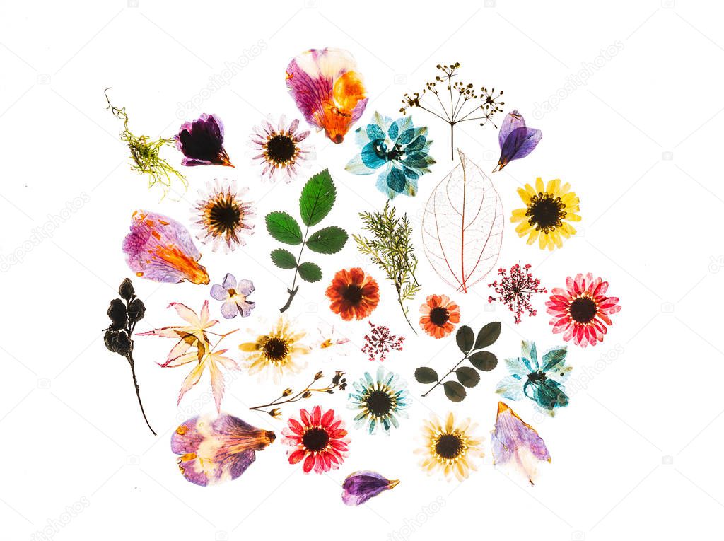 bright colorful flowers on the white background