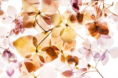 Beyaz arka plan üzerinde izole pembe ortanca çiçek