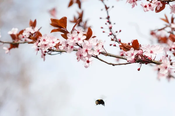 Arbre Printemps Avec Fleurs Roses Gros Plan — Photo