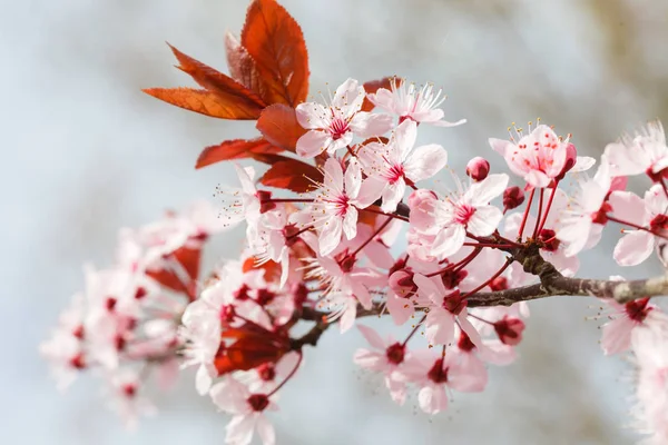 Arbre Printemps Avec Fleurs Roses Gros Plan — Photo