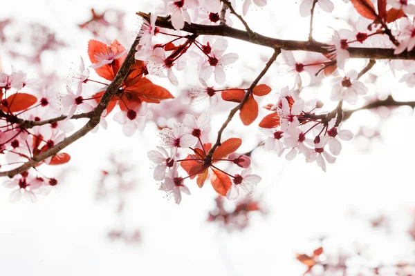 Kevät Puu Vaaleanpunaisia Kukkia Lähikuva — kuvapankkivalokuva