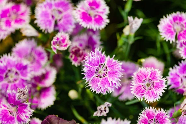 Nelkenblüten Garten — Stockfoto