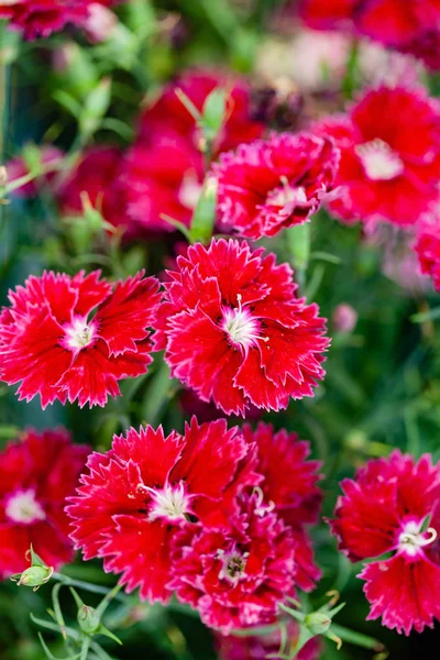 Carnation Flowers Garden — Stock Photo, Image