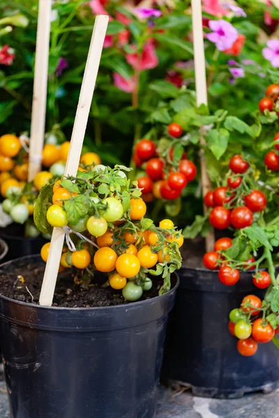 Homegrown Cherry Tomatoes Pots — Stock Photo, Image