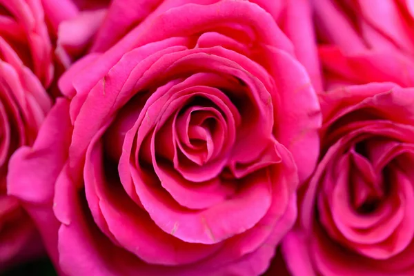 天然新鲜玫瑰的背景 — 图库照片