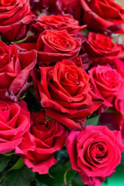 doğal taze gül arka plan, yakın