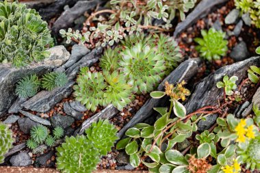 Farklı bitkiler ile sulu Bahçe. Dekorasyon 