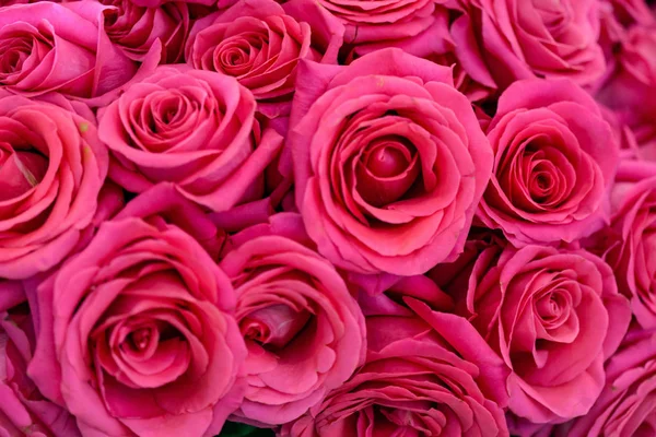 Podłoże Naturalne Świeże Róże Zbliżenie — Zdjęcie stockowe