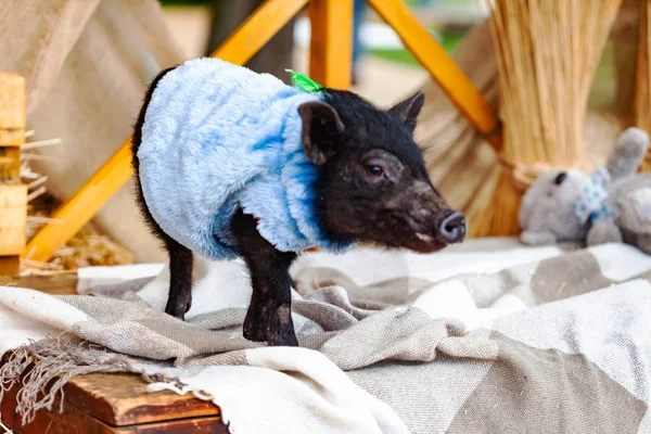 Cute Piglet Mini Pig Portrait Close — Stock Photo, Image