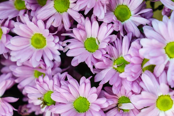 Krysantemum Blommor Närbild — Stockfoto