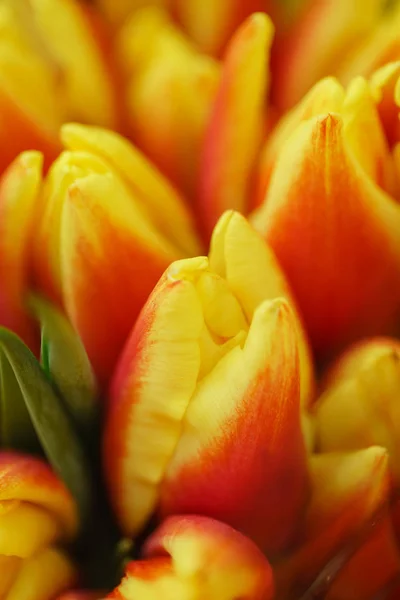 Tulipán Květy Zblízka — Stock fotografie