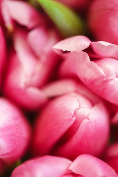 Tulipa Flores Fechar — Fotografia de Stock