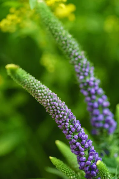 Fiori Primaverili Vicino — Foto Stock