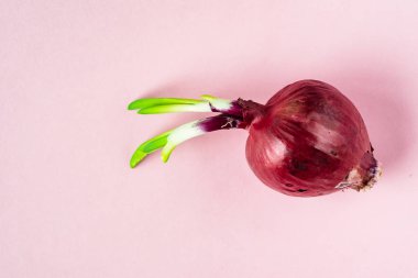 Tüm kuru kırmızı soğan pembe arka plan üzerinde taze yeşil filizi ile