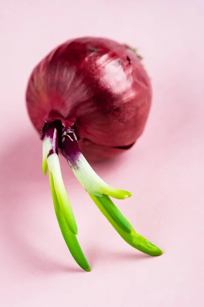 Whole Bulb Red Onion Fresh Green Sprouts Pink Background — Stock Photo, Image