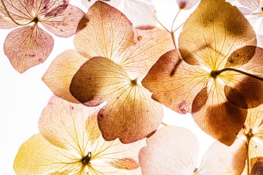 Beyaz arka plan üzerinde izole pembe ortanca çiçek