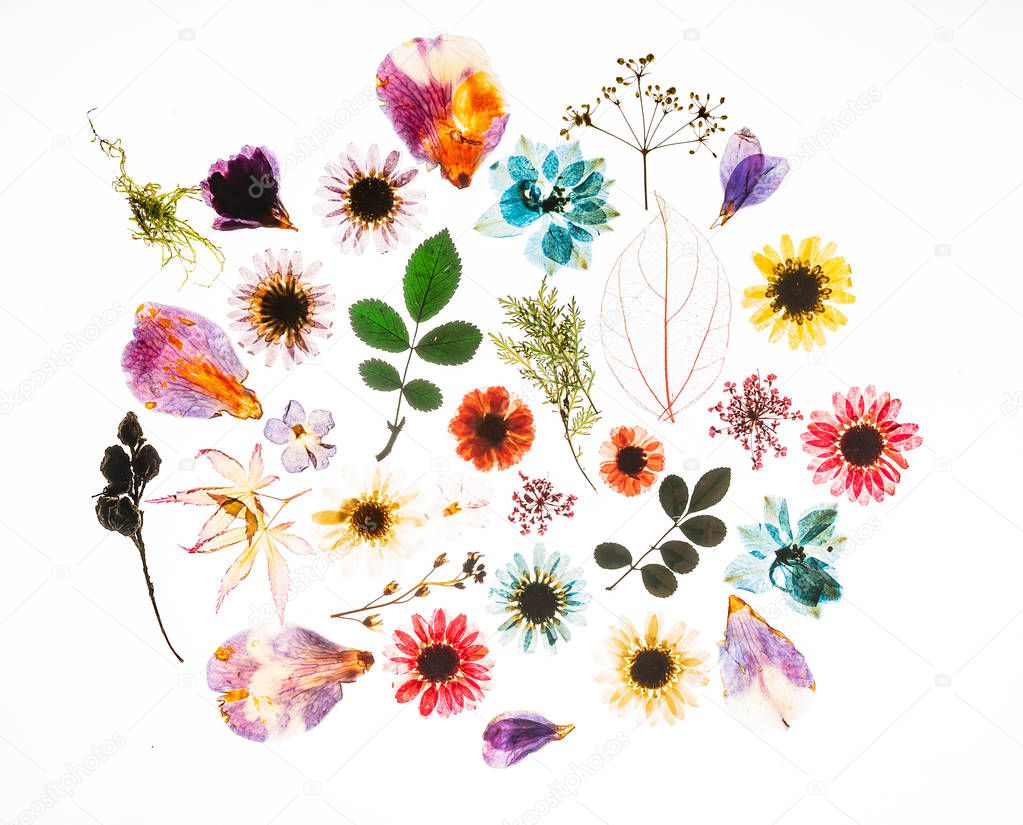 colorful flowers on the white background