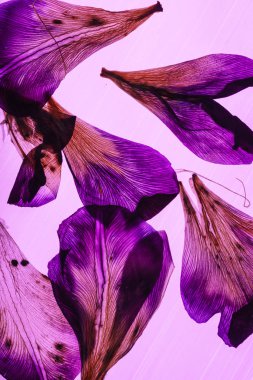 Pembe arka planda iris yaprakları