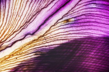 Iris yaprakları yakın çekim