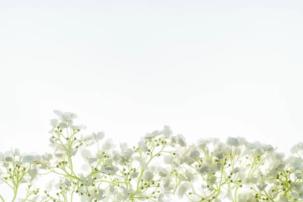 Beyaz Arka Plan Üzerinde Çiçek Kompozisyon — Stok fotoğraf