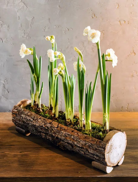 Pěkná Jarní Květiny Zblízka — Stock fotografie
