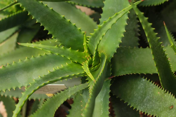 Aloe Vera Φυτών Τροπικά Πράσινα Φυτά — Φωτογραφία Αρχείου