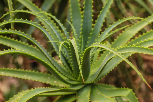Aloe Vera Plants Tropical Green Plants — Stock Photo, Image