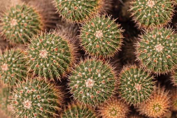 Cactus Plant Leaves Pattern Green Leaves Natural Background Green Leaf — Stock Photo, Image