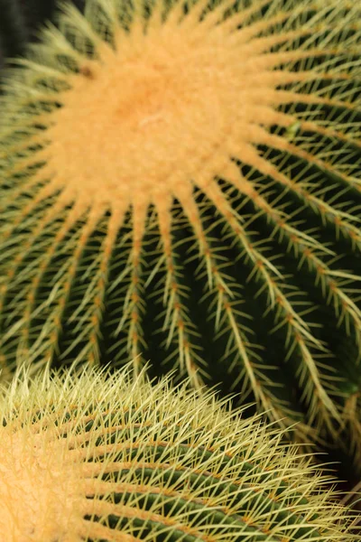 Pianta Cactus Foglie Modello Foglie Verdi Sfondo Naturale Foglia Verde — Foto Stock