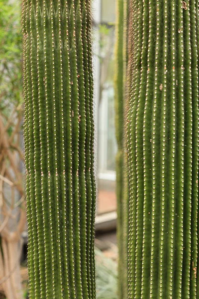 Cactus Planta Folhas Padrão Folhas Verdes Fundo Natural Folha Verde — Fotografia de Stock