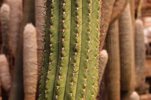 Cactus Plant Leaves Pattern Green Leaves Natural Background Green Leaf — Stock Photo, Image