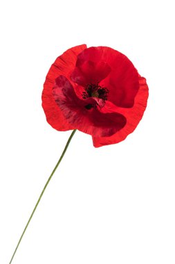 Beyaz arka plan üzerinde haşhaş çiçek