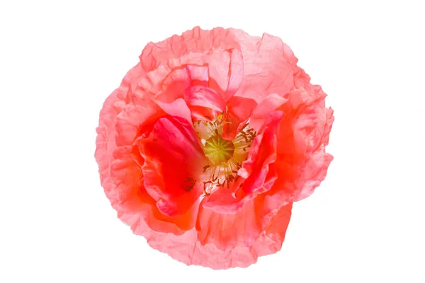 漂亮的罂粟花隔离 — 图库照片