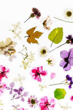 Beyaz renkli kuru çiçekler 